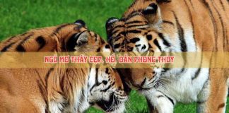 Giải mã giấc mơ thấy hổ, cọp dần, chiêm bao thấy hổ có điềm gì? 1 nam mo thay ho