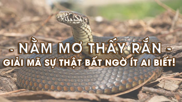 Ngủ mơ thấy rắn