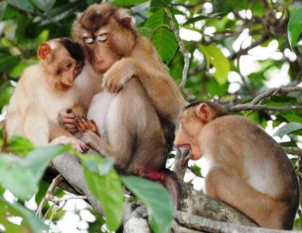 Giải mã giấc mơ thấy Khỉ, chiêm bao thấy Khỉ (Thân) có điềm gì? 1 Nằm mơ thấy khỉ đánh số gì