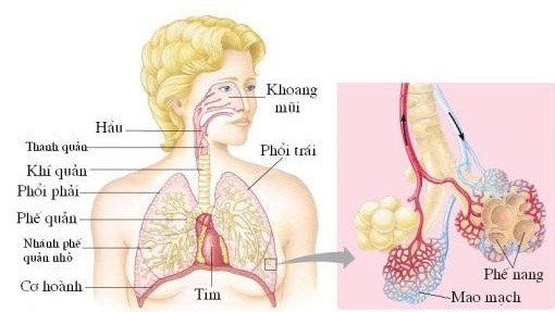 6 lợi ích bất ngờ từ việc ca hát 4 ca hat giup he ho hap tot