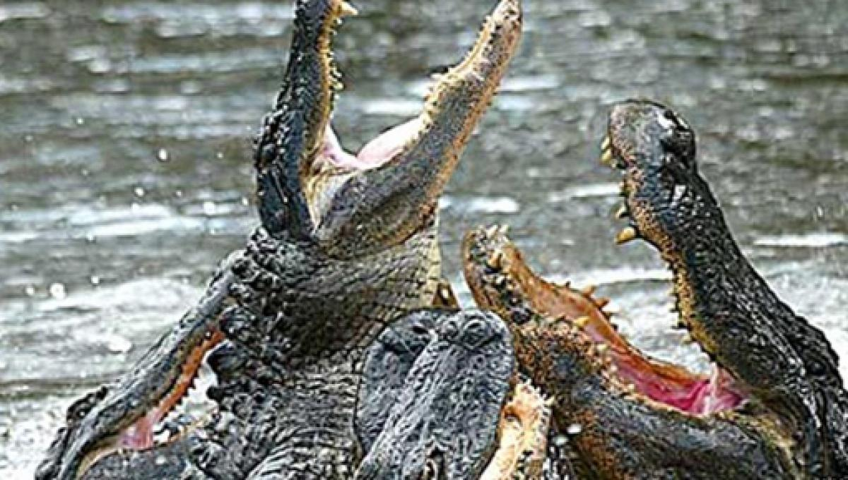 Cá sấu có ý nghĩa gì