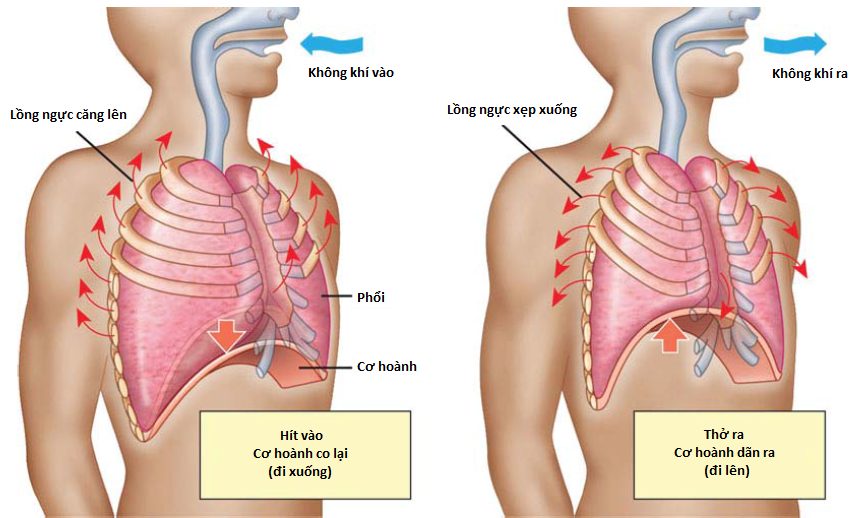 Bộ phận cung cấp làn hơi