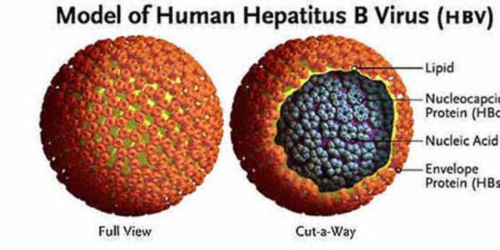Anti Hbs là gì? Ý nghĩa của xét nghiệm Anti HBs? 2 2 Xet nghiem Anti hbs giup phat hien viem gan B kip thoi