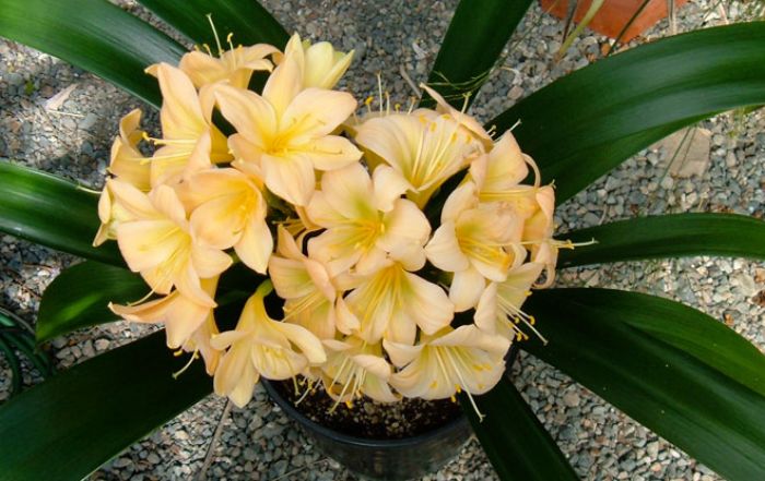 Bật mí một số cây trồng phong thủy cho mệnh Thổ 1 Hoa của cây Lan Quân Tử màu vàng rất hợp với người mệnh Thổ