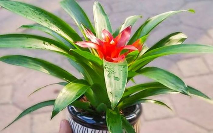 Bật mí một số cây trồng phong thủy cho mệnh Thổ 2 Giới văn phòng rất thích sử dụng cây Phong Lộc Hoa để trưng bày trên bàn làm việc