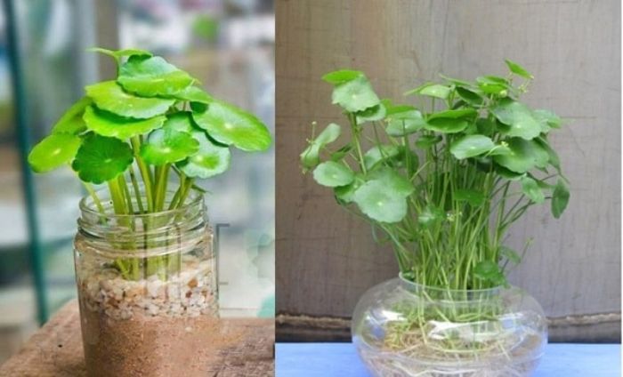 Bật mí một số cây trồng phong thủy cho mệnh Thổ 3 Cây Cỏ Đồng Tiền không hợp với người mệnh Thổ