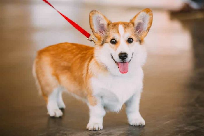 Bật mí tử vi tuổi Giáp Tuất 1994 chi tiết nhất 3 Đối với người thật lòng yêu mình thì Giáp Tuất vô cùng chung thủy