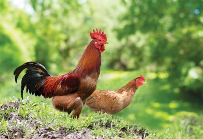 Tử vi tuổi Ất Dậu 2005 có điều gì đặc biệt không? 1 Trong công việc, Ất Dậu là người tỉnh táo và có kế hoạch cụ thể