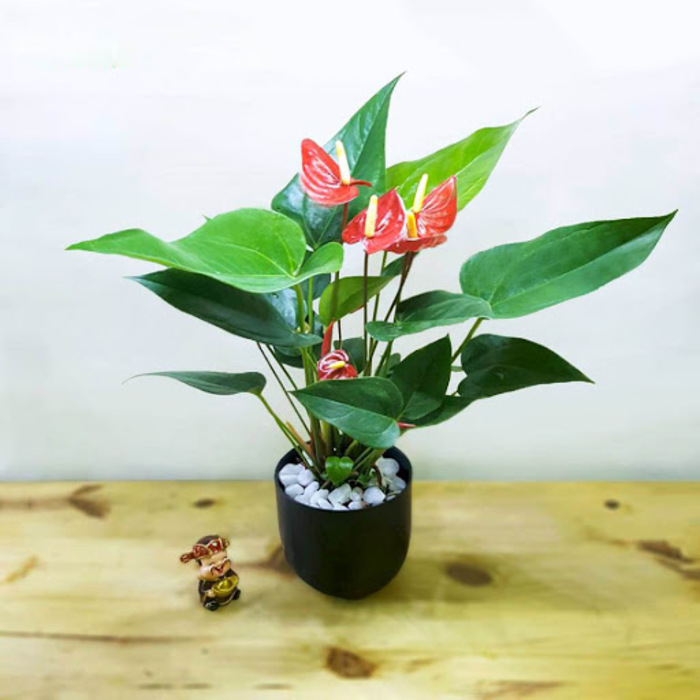 TOP 10 Món Quà Tặng Ý Nghĩa Cho Người Cao Tuổi 3 Một chậu cây phong thuỷ hợp mệnh cũng là lựa chọn không tồi