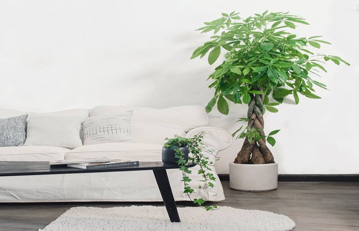 10 Cách Xua Đuổi Tà Khí Thu Hút May Mắn Cho Mọi Người 3 Hãy chọn cho mình những cây phong thuỷ phù hợp