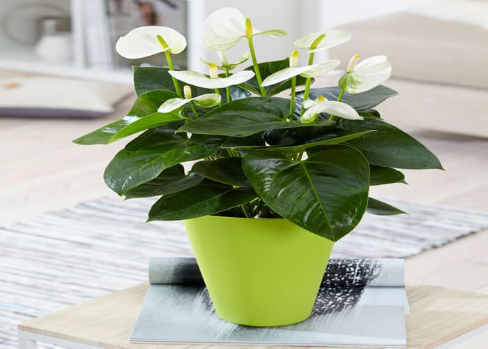 TOP 12 Loại Cây Phong Thuỷ Được Nhiều Người Yêu Thích Nhất 1 Cây hồng môn