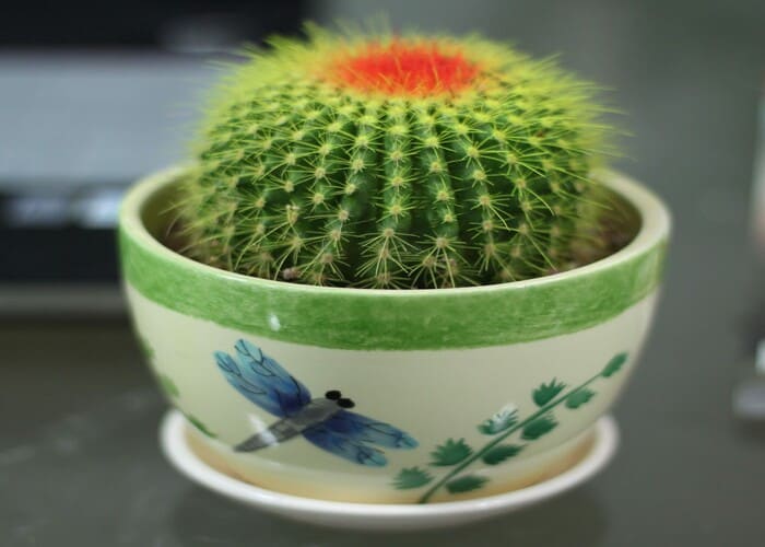 TOP 12 Loại Cây Phong Thuỷ Được Nhiều Người Yêu Thích Nhất 10 Cây cầu tiên