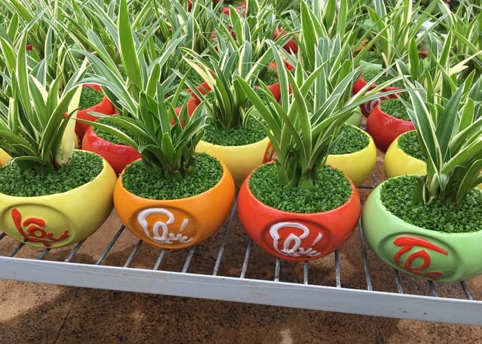 TOP 12 Loại Cây Phong Thuỷ Được Nhiều Người Yêu Thích Nhất 11 Cây phát tài cho bàn