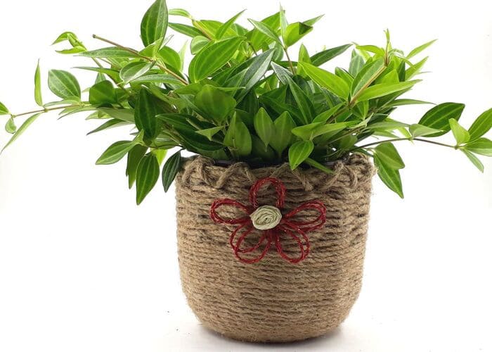 TOP 12 Loại Cây Phong Thuỷ Được Nhiều Người Yêu Thích Nhất 12 Cây an bình