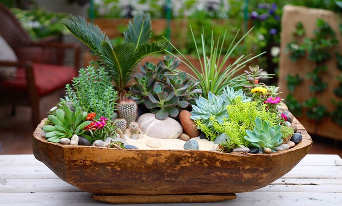 TOP 12 Loại Cây Phong Thuỷ Được Nhiều Người Yêu Thích Nhất 2 Sen đá có nhiều loại khác nhau
