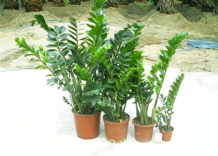 TOP 12 Loại Cây Phong Thuỷ Được Nhiều Người Yêu Thích Nhất 3 12 cây phong thủy type