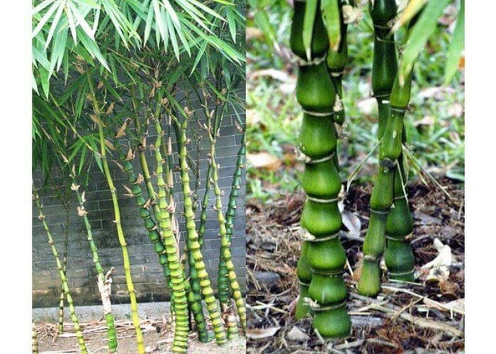 TOP 12 Loại Cây Phong Thuỷ Được Nhiều Người Yêu Thích Nhất 5 Trúc Quan Âm là loại cây linh thiêng cần trồng ở những vị trí sạch sẽ