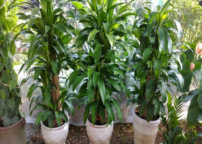 TOP 12 Loại Cây Phong Thuỷ Được Nhiều Người Yêu Thích Nhất 6 Cây mộc lan
