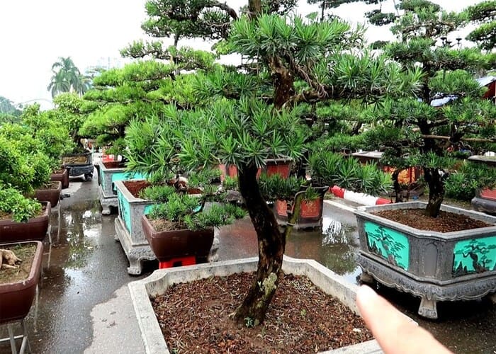 TOP 12 Loại Cây Phong Thuỷ Được Nhiều Người Yêu Thích Nhất 8 Cây tùng la hán tuyệt đẹp